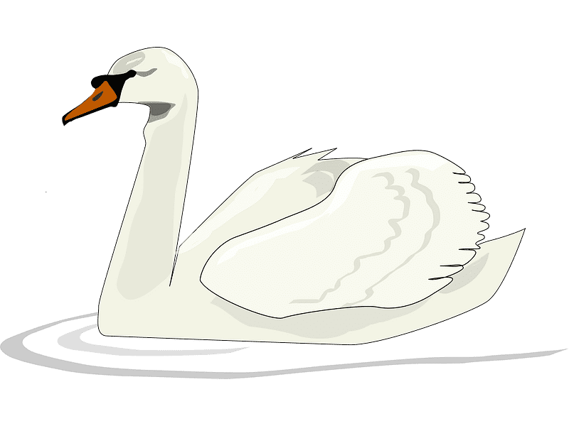 Swan Clipart Transparent