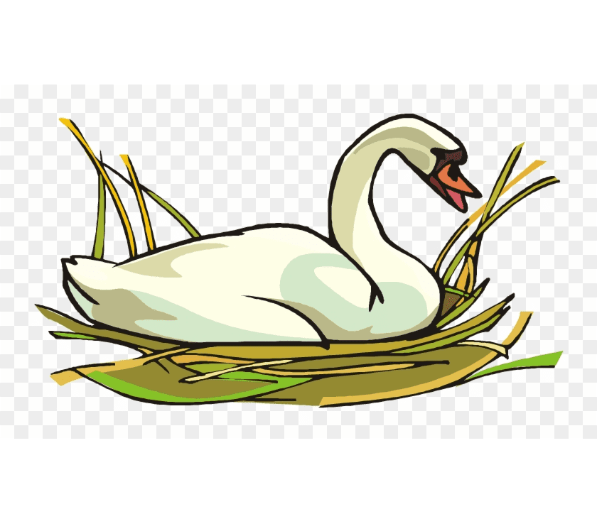 Swan Png Clipart