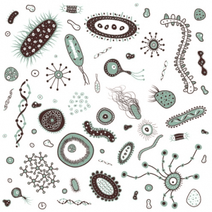 Bacteria Clipart For Free