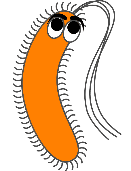 Bacteria Clipart Image