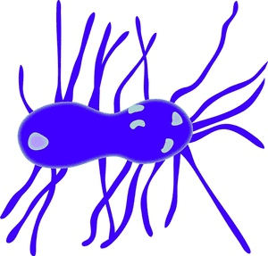 Bacteria Clipart Images