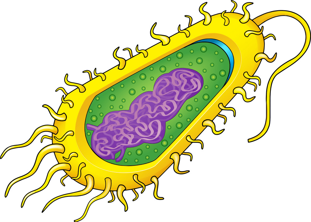 Bacteria Clipart Pictures