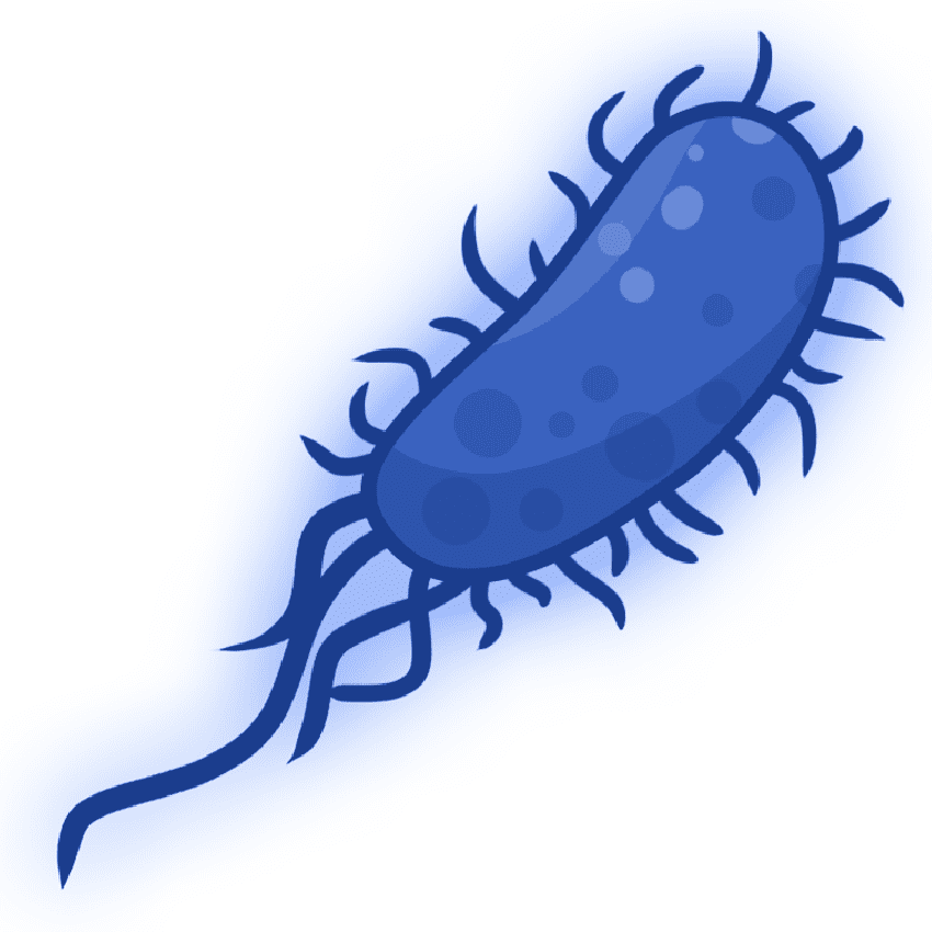 Bacteria Clipart Png Download