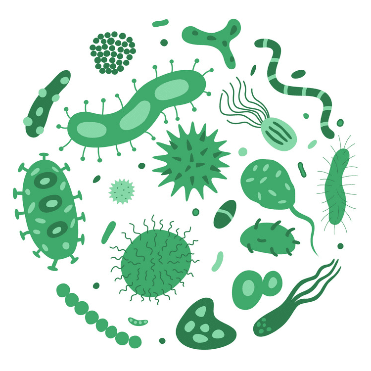 Bacteria Clipart Png Free