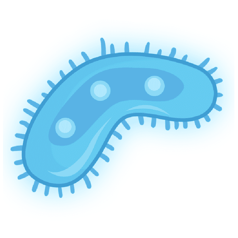 Bacteria Clipart Png Images