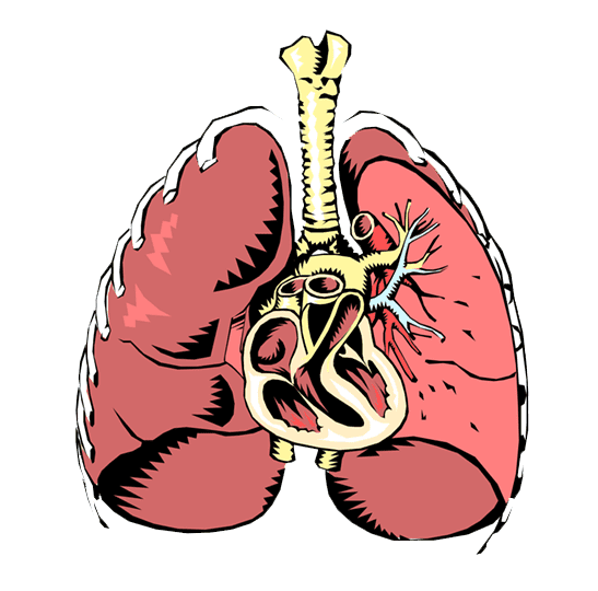 Clipart Lungs