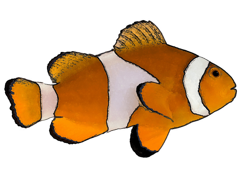 Clownfish Clipart Images