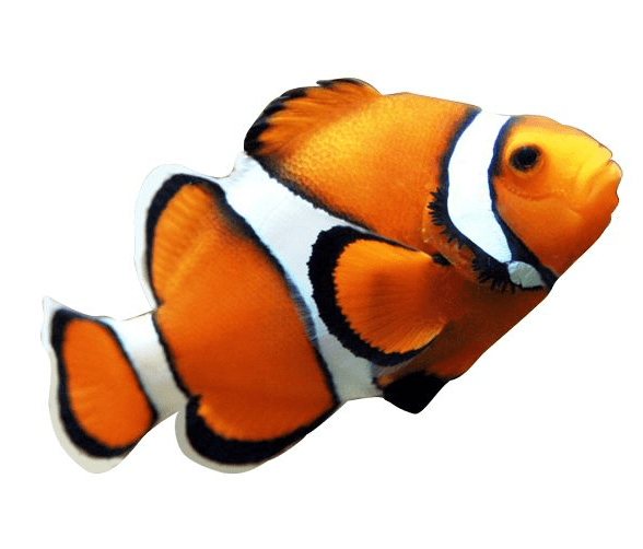 Clownfish Clipart Png Download