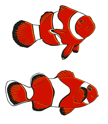 Clownfish Clipart Png Image