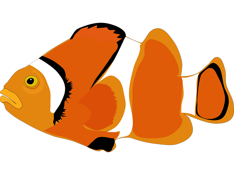 Clownfish Png Clipart Transparent