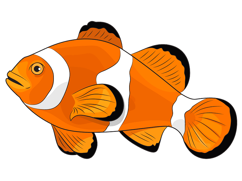Clownfish Transparent Clipart Png