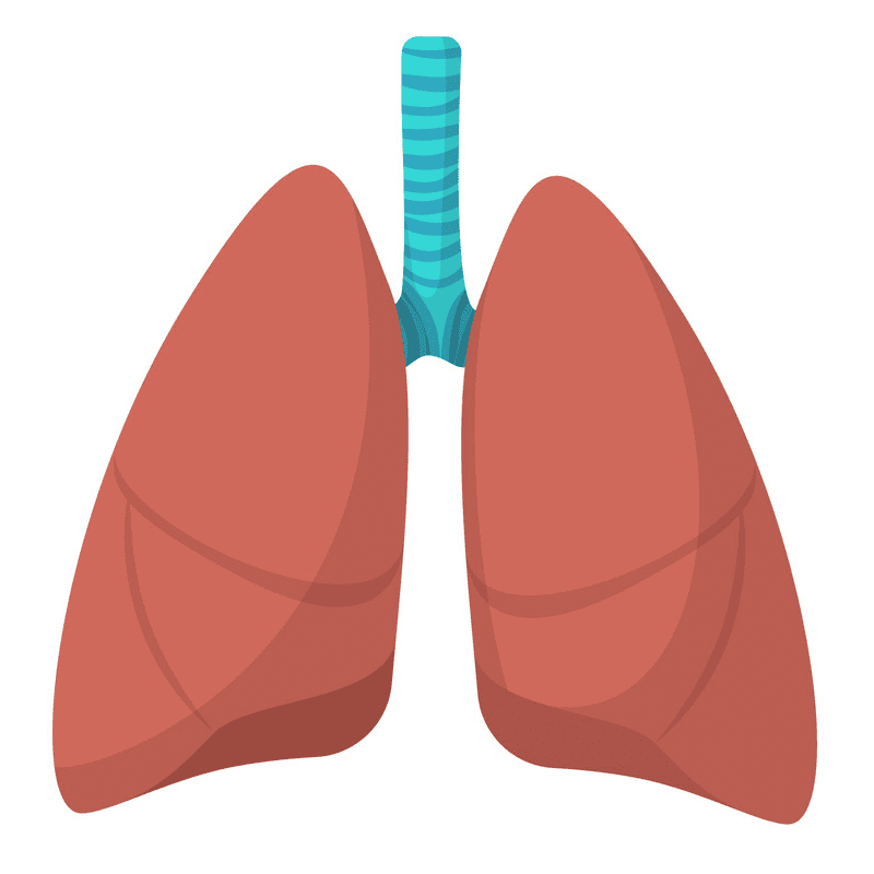 Download For Free Lungs Clipart