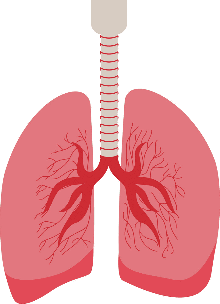 Download Free Lungs Clipart