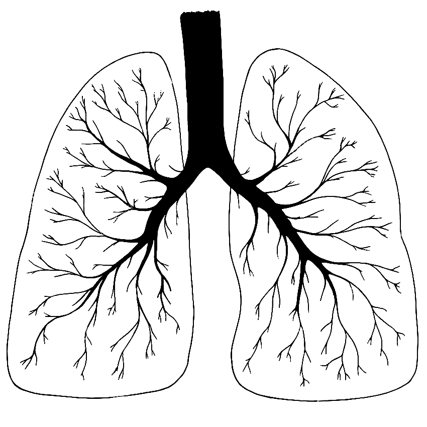 Download Lungs Black and White Clipart