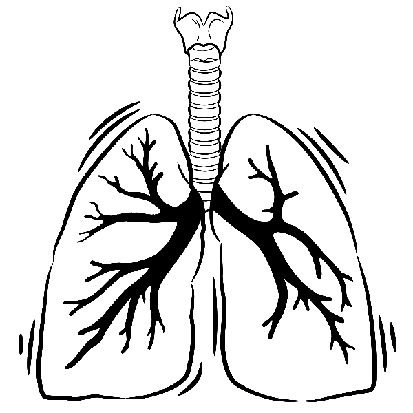 Download Lungs Clipart Black and White