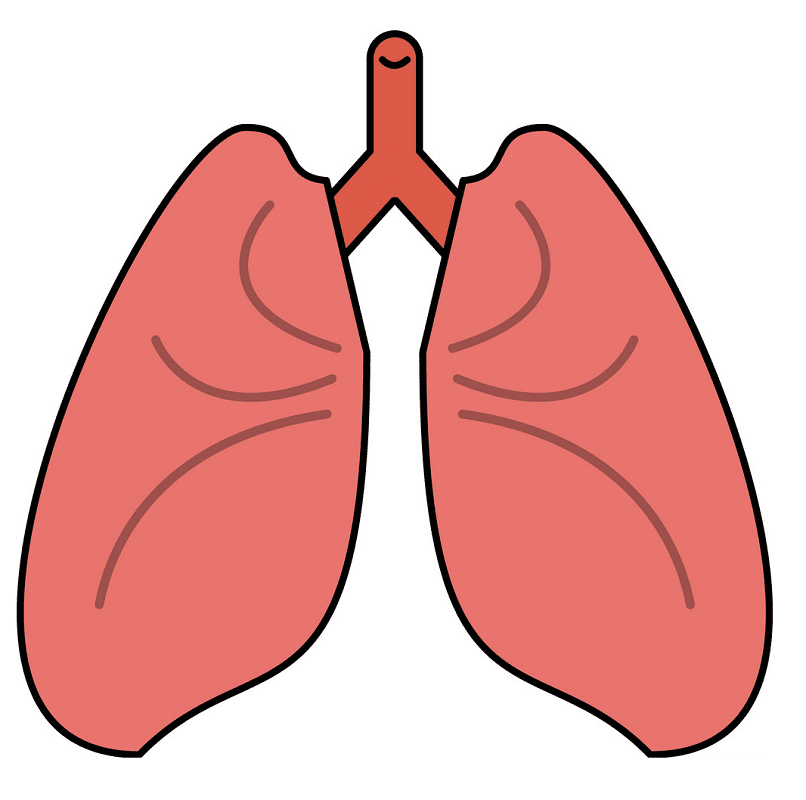 Download Lungs Clipart Images