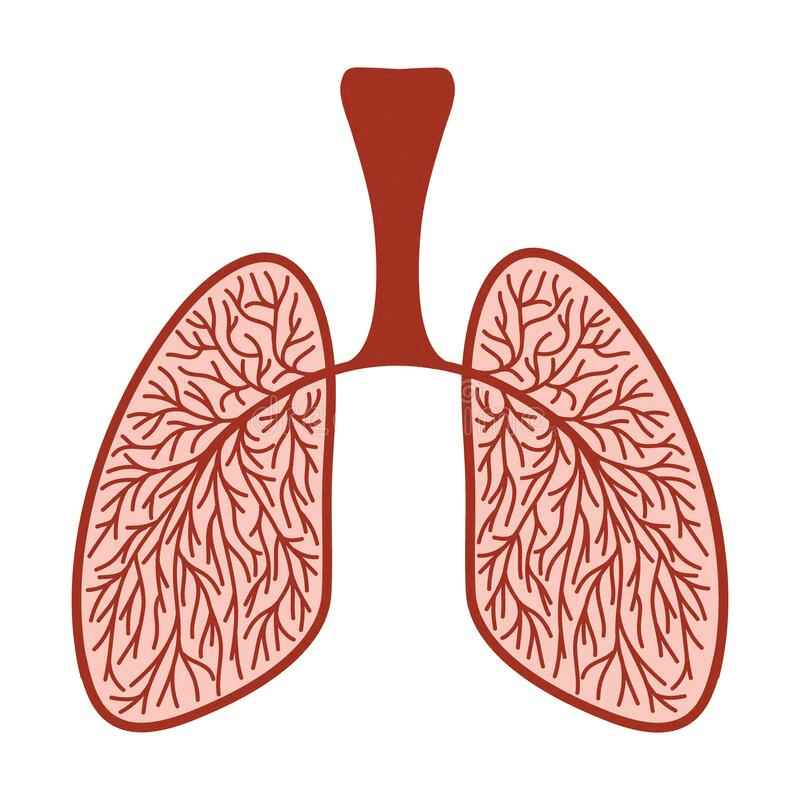 Download Lungs Clipart Picture