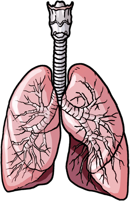 Download Lungs Clipart Pictures
