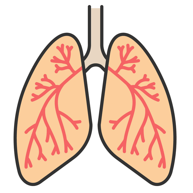 Download Lungs Clipart Png