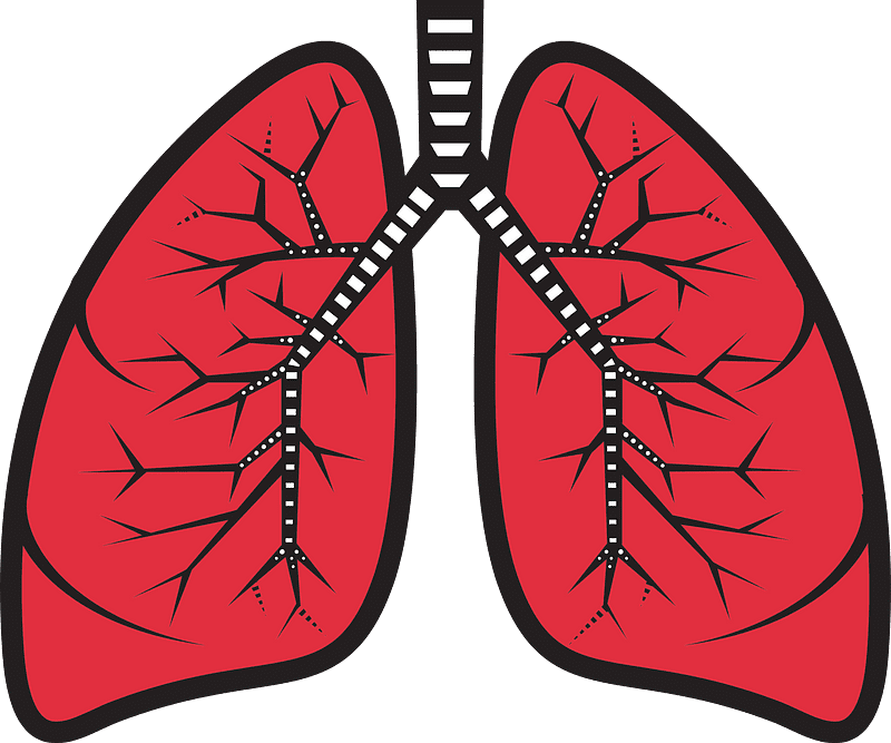 Download Lungs Clipart Transparent Background