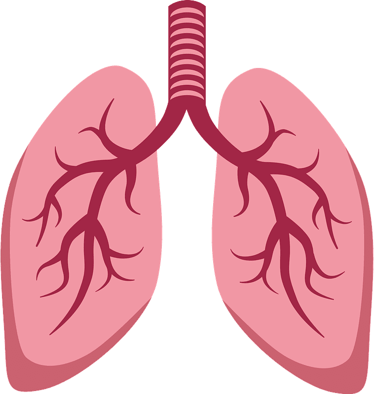 Download Lungs Clipart Transparent