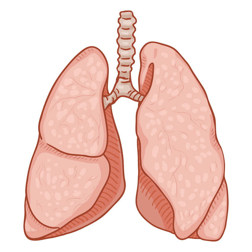 Download Lungs Clipart