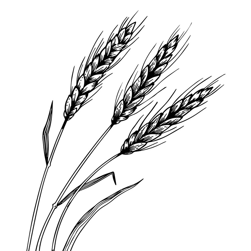 Download Wheat Black and White Clipart