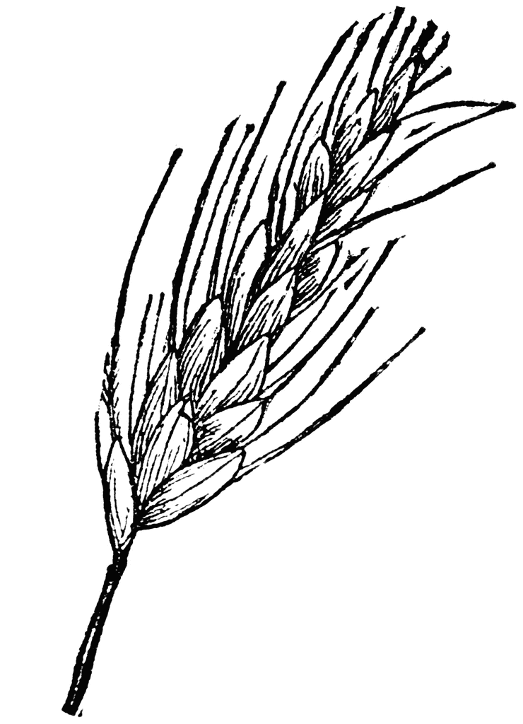 Download Wheat Clipart Black and White