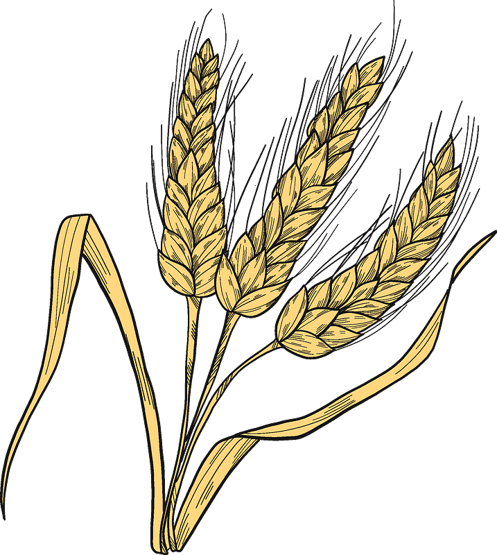 Download Wheat Clipart Transparent Background
