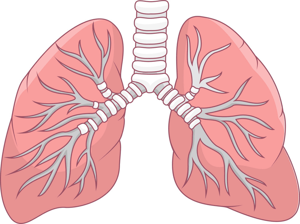 Free Download Lungs Clipart