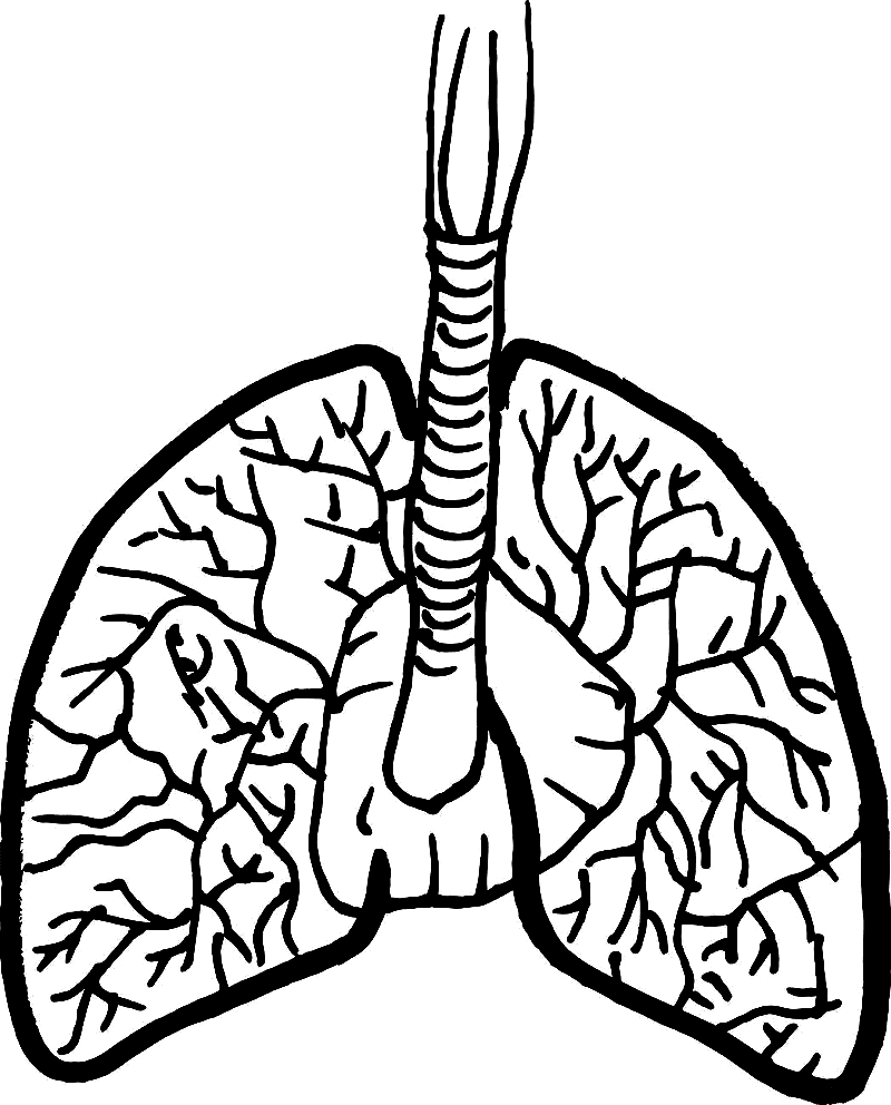 Free Lungs Black and White Clipart