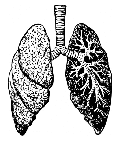 Free Lungs Clipart Black and White