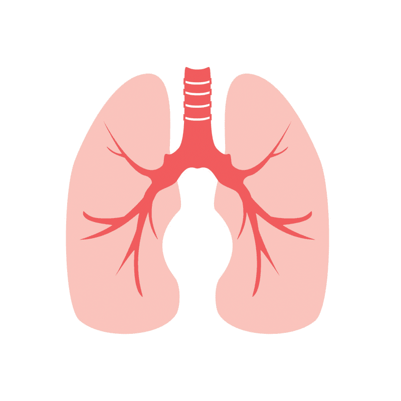 Free Lungs Clipart Download