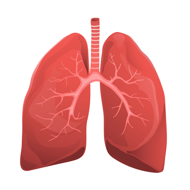 Free Lungs Clipart Image