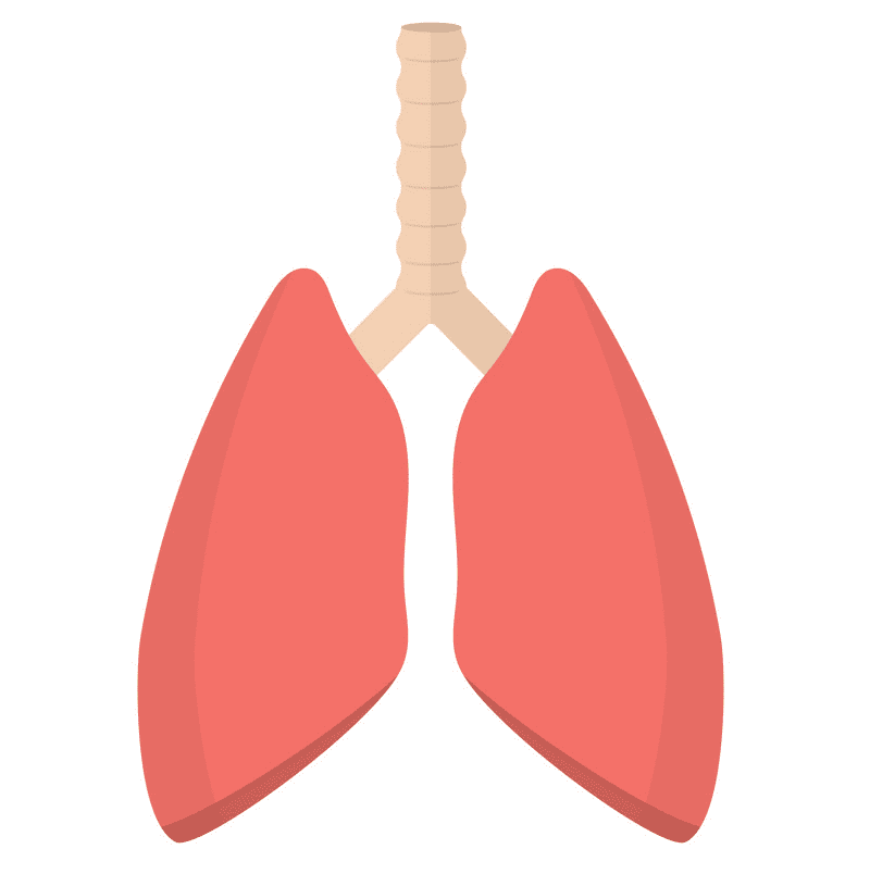 Free Lungs Clipart Images