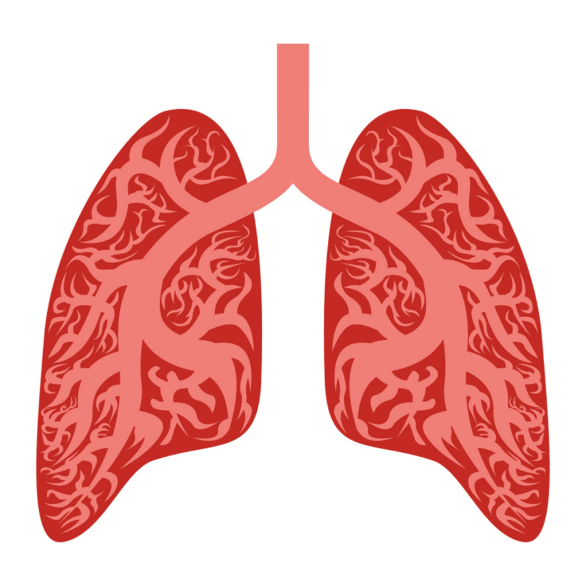 Free Lungs Clipart Pictures