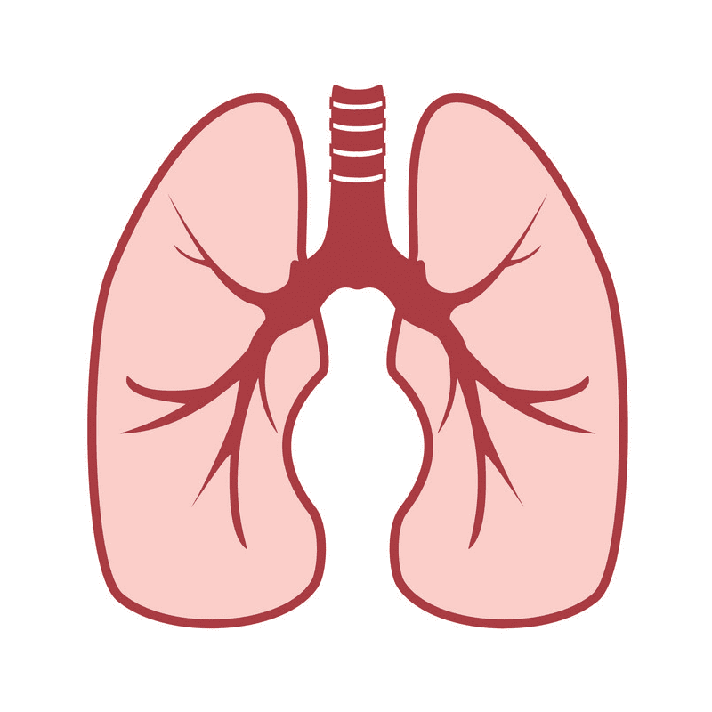 Free Lungs Clipart Png