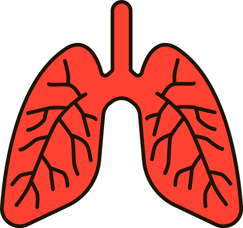 Free Lungs Clipart Transparent