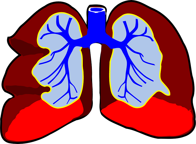 Free Lungs Transparent Clipart