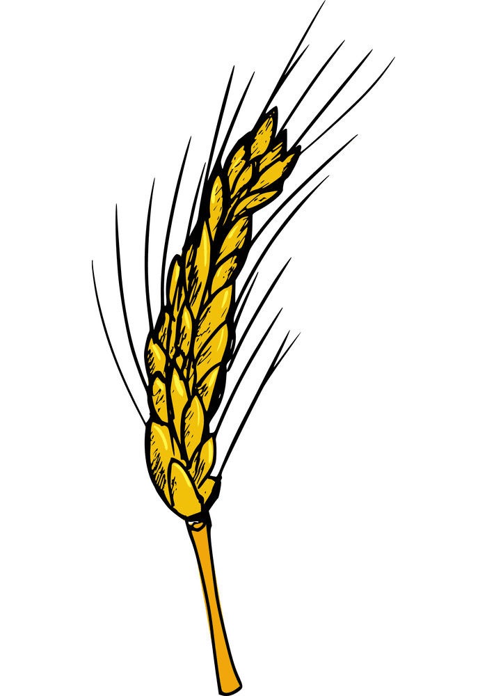 Free Wheat Clipart Png
