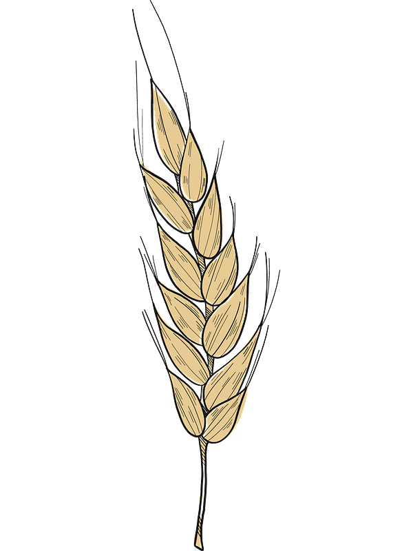 Free Wheat Clipart Transparent Background