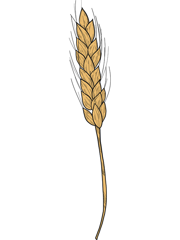 Free Wheat Clipart Transparent