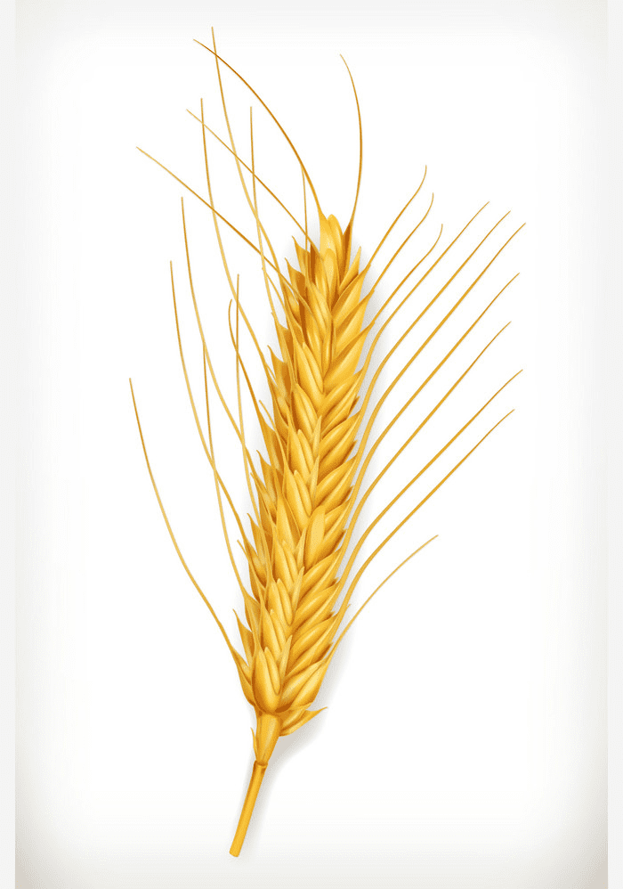 Free Wheat Clipart