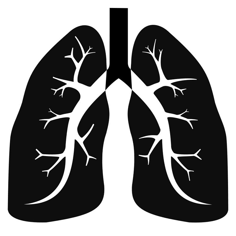 Lungs Black and White Clipart Image