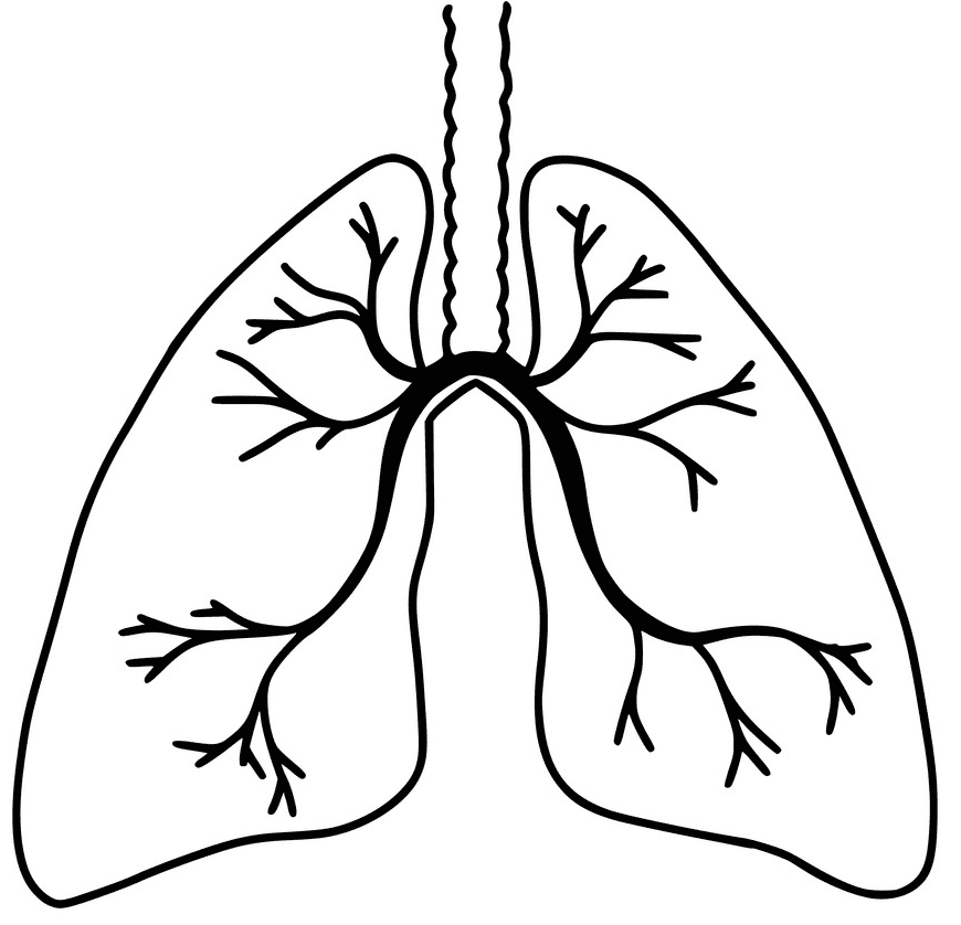 Lungs Black and White Clipart