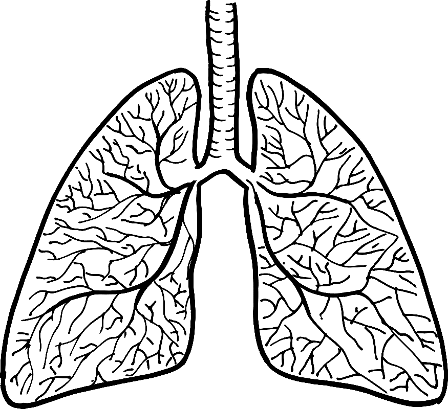 Lungs Clipart Black and White