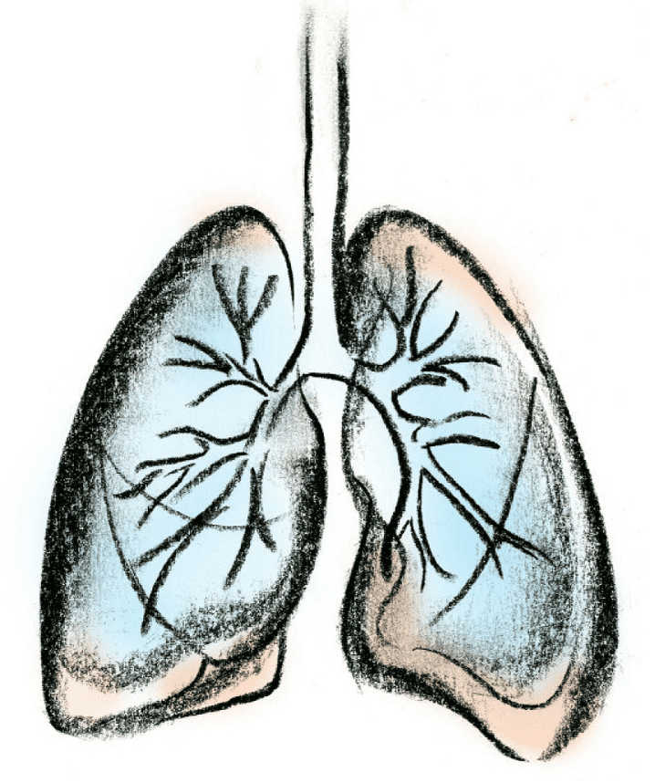 Lungs Clipart Download