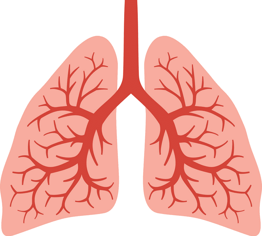 Lungs Clipart Free Download