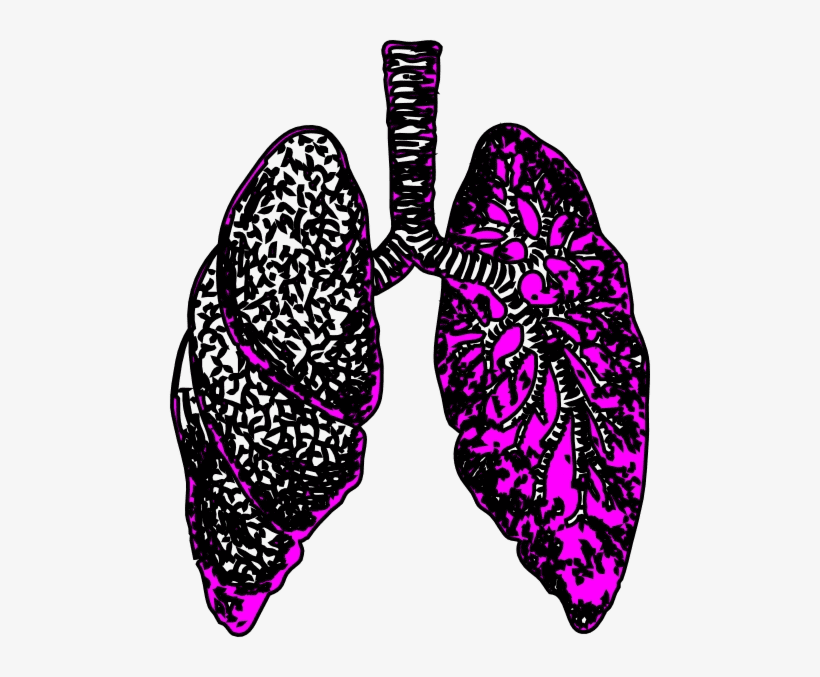 Lungs Clipart Free Image