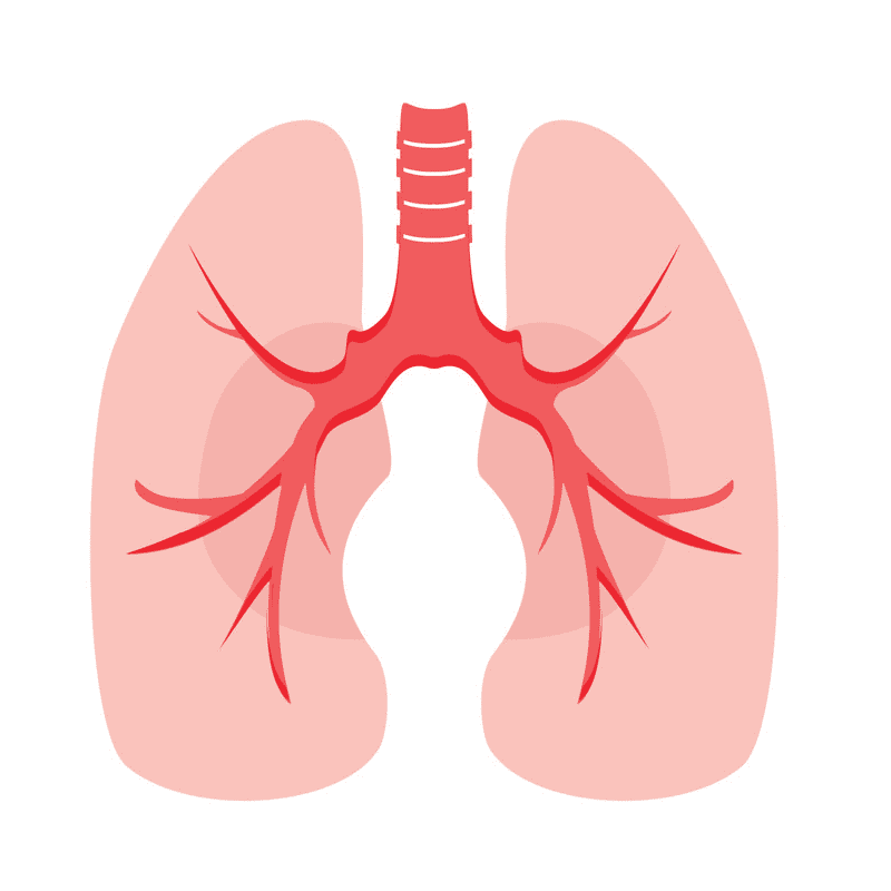 Lungs Clipart Free Images